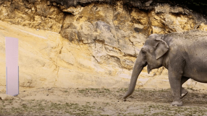 Elefant_Kirsty_Bedachung_Qualität