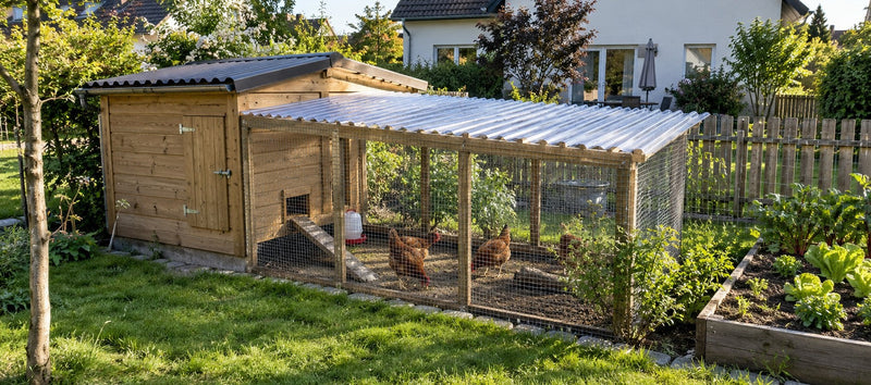 Hühnerstall aus Holz mit Wellplatten-Dach und Auslauf unter klaren Wellplatten im Garten – Deutsche Kunststoffbedachungen